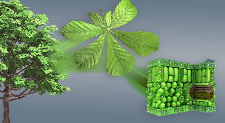植物の葉の構造と機能
