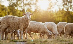 ライフスタイル