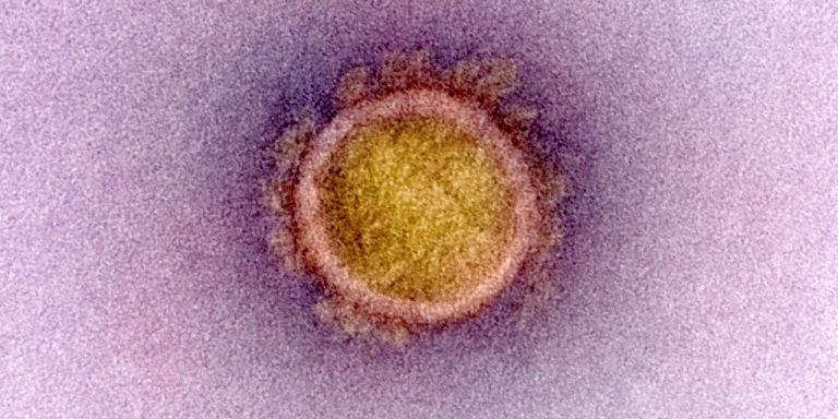 免疫逃避と新株の出現に関する最新動向